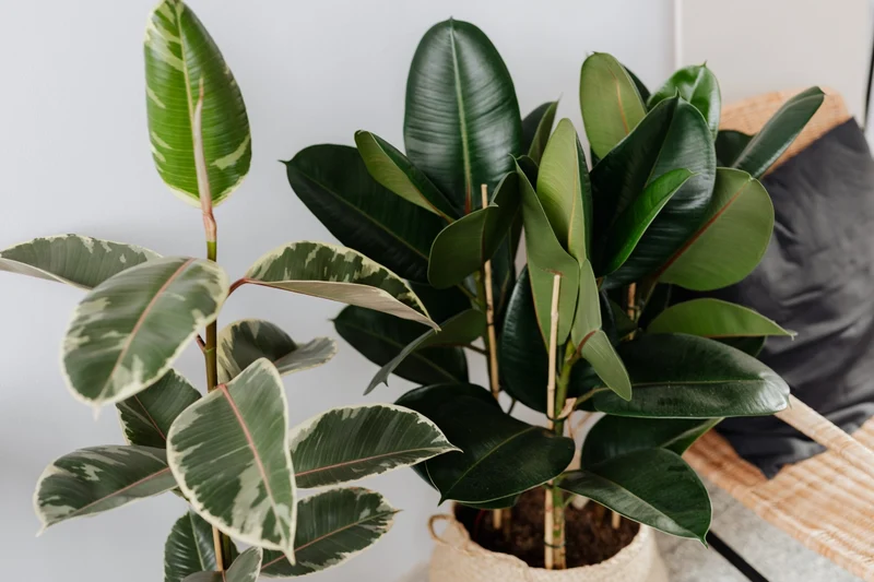 House Plant